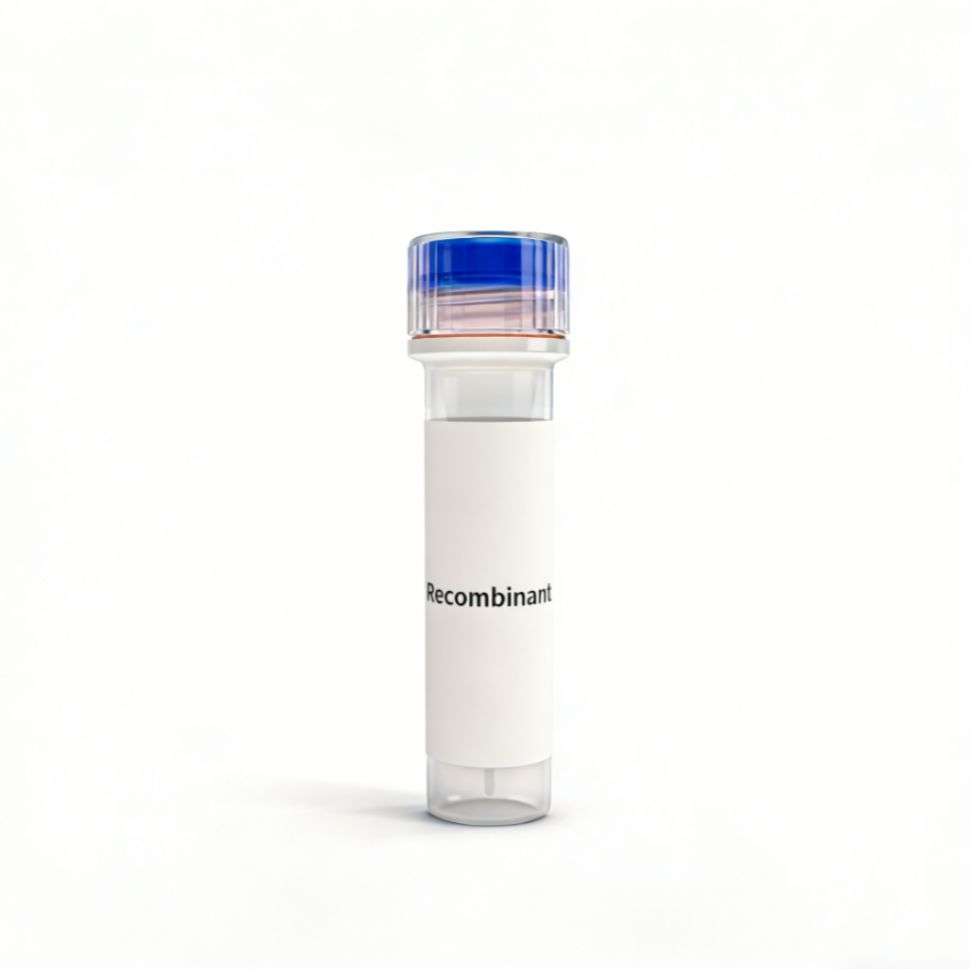 Recombinant CD209 Protein