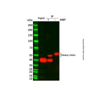 UltraBio™ Anti-MBP琼脂糖凝胶,BioReagent,for IP,50% v/v,阿拉丁