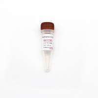 OverExpress C43(DE3) 化学感受态细胞