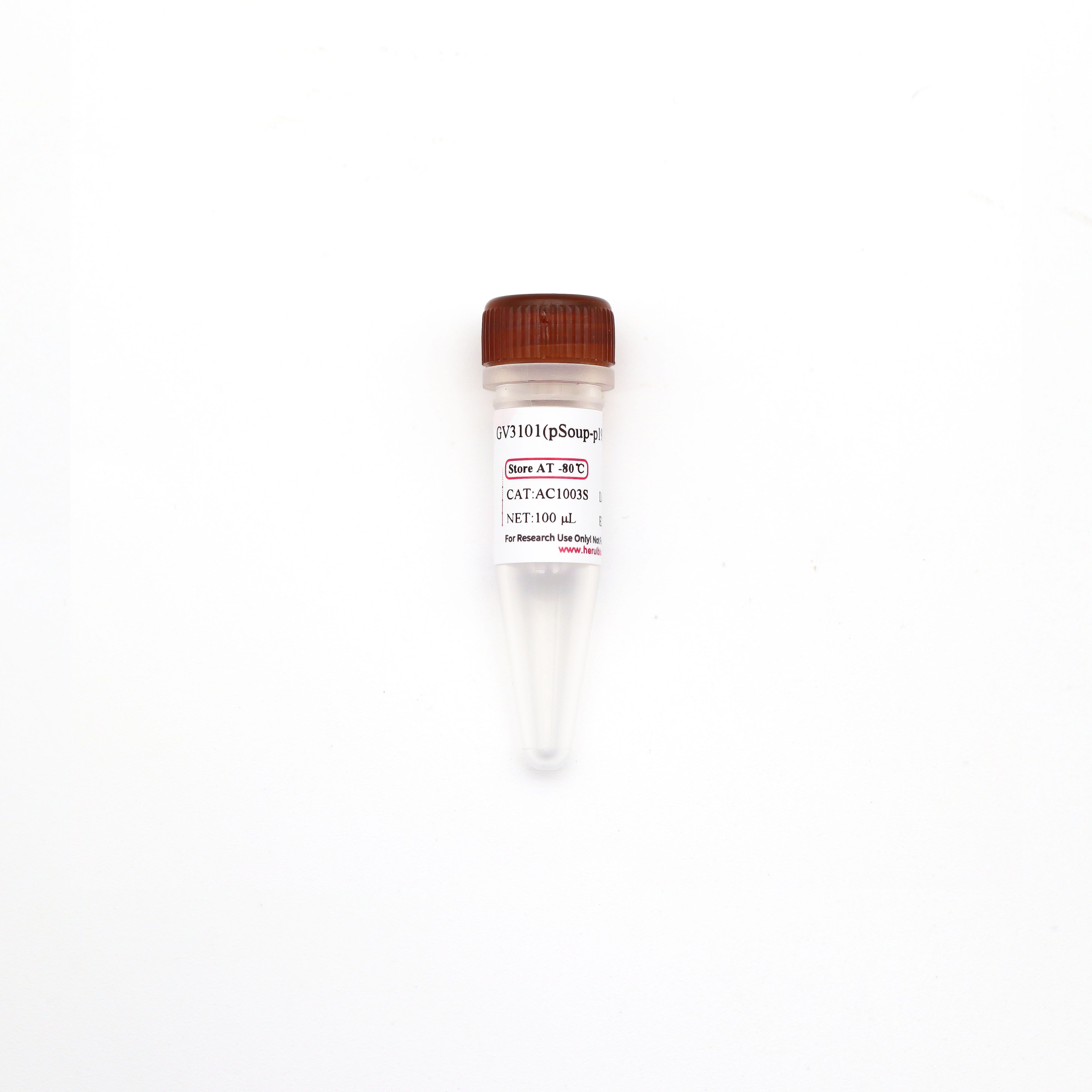 GV3101(pSoup-p19) 化学感受态细胞
