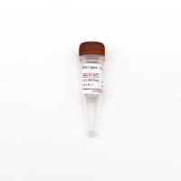 T4 DNA Ligase（5U/μL）