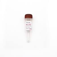 DH10Bac 化学感受态细胞