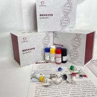 人(Human)短链脂肪酸(SCFA)ELISA检测试剂盒