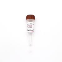 ArcticExpress(DE3)pRARE2化学感受态细胞