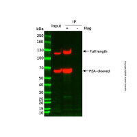 UltraBio™ 链霉亲和素磁珠 (1μm),BioReagent, 10 mg/mL; particle size: 1μm,阿拉丁