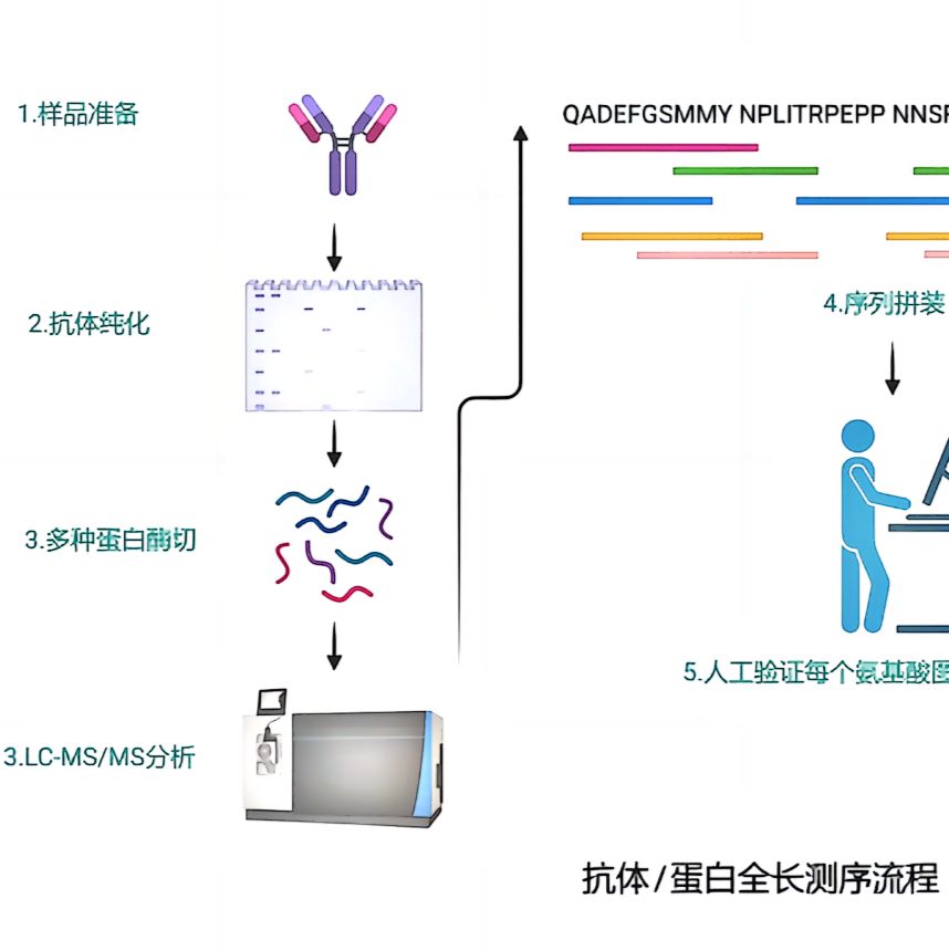 蛋白/抗体全长测序
