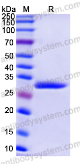 佰乐博生物蛋白抗体------Recombinant Human PNP Protein, N-His重组人PNP蛋白（N-His）｜科研实验优选蛋白抗体