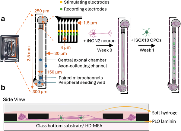 瑞士Maxwell HD-MEA 系统用户文章分享，瑞士比利时科技团队发表在Lab Chip 上 “MyeliMAP: a microfluidic-multielectrode array hybrid platform to investigate oligodendrocyte function in human iPSC derived brain-like networks”