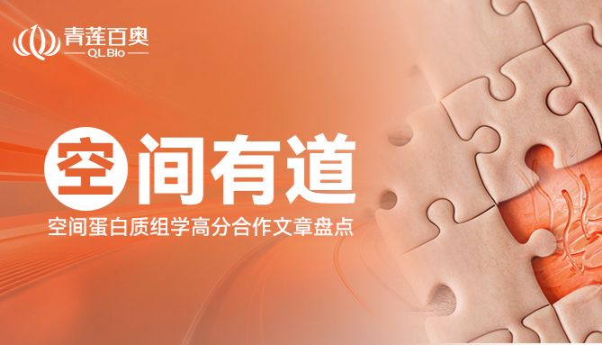“空”间有道｜空间蛋白质组学高分合作文章盘点：皮肤研究如何“定位”真相？