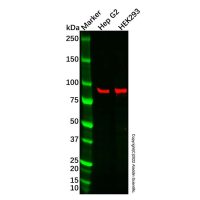 CHSS2 Antibody，ExactAb™, Validated, 1.0 mg/mL，阿拉丁