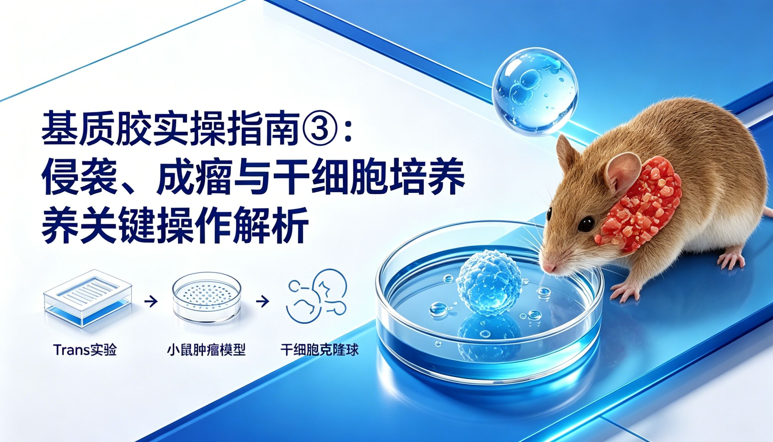 基质胶使用常见问题与操作指南③｜一文搞定侵袭、成瘤、干细胞培养关键操作！