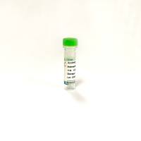 Seebio® 线性聚乙烯亚胺(PEI 40,000)(即用型)