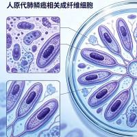 人原代肺鳞癌相关成纤维细胞