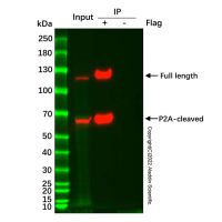 Anti-Flag 纳米抗体磁珠,BioReagent, Magnetic Bead Content: ≥10 mg/mL; Bead Diameter: 2 μm,阿拉丁