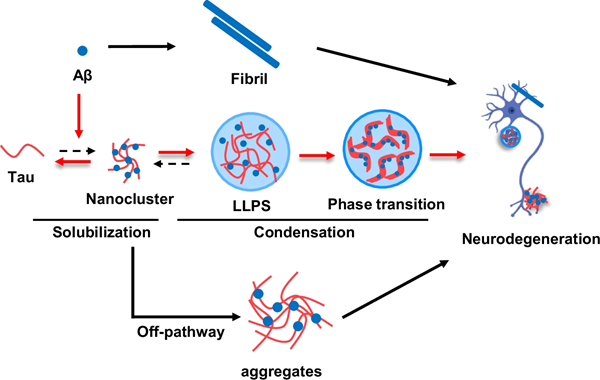 BMG LABTECH多功能酶标仪文献分享,复旦大学联合多国科研人员发表在Nature Communications “Alzheimer’s Aβ Catalyzes Tau Phase Separation and Aggregation via Early Nanocluster Solubilization” 报告