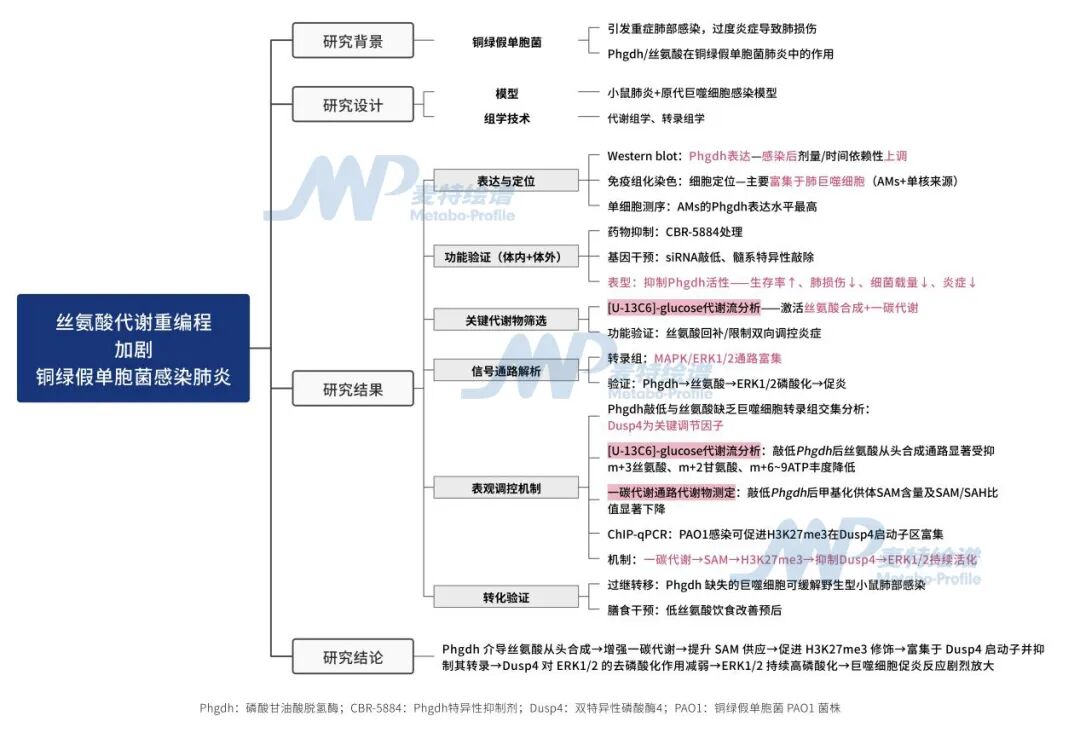 客户案例 | Nat Commun 巨噬细胞的"代谢开关"：靶向丝氨酸合成通路——破解铜绿假单胞菌肺炎高炎症死结