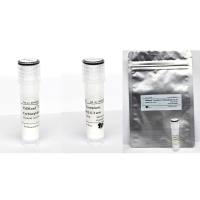 FSDBead铕珠,羧化处理，直径 0.3微米