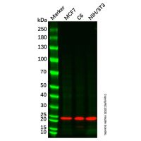 Recombinant BTG1 Antibody，PBS Only,见COA，阿拉丁