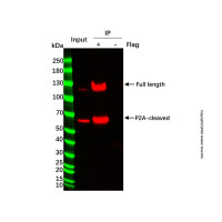 Flag标签蛋白免疫沉淀试剂盒(纳米抗体磁珠法) ，BioReagent,即用型,for IP，阿拉丁