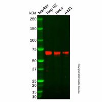 Recombinant SYVN1/HRD1 Antibody，重组, ExactAb™, 已验证, 见COA，阿拉丁