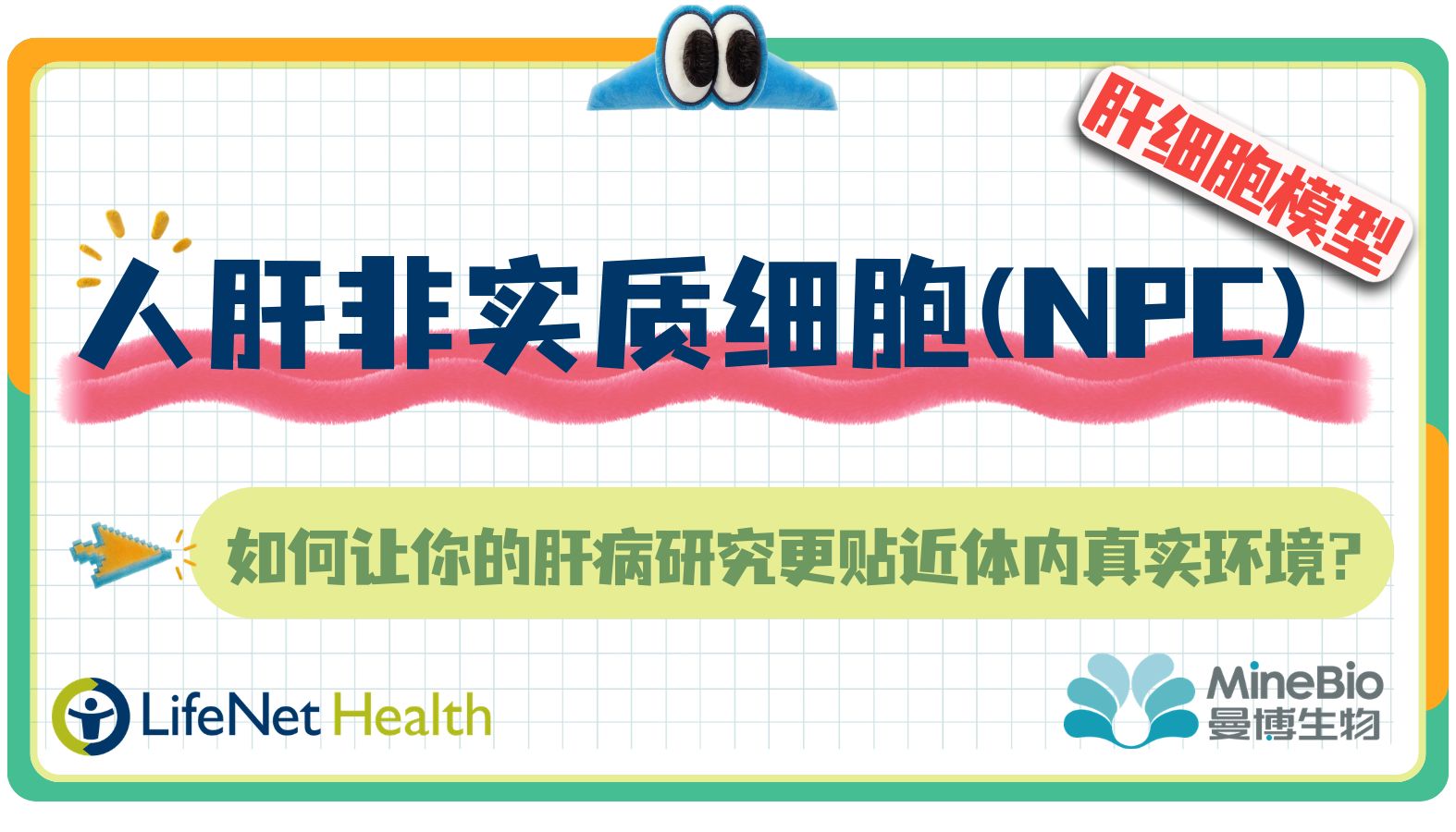 告别单一肝细胞模型：人肝非实质细胞（NPC）如何让你的肝病研究更贴近体内真实环境？