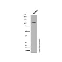 Recombinant HIF-1 alpha Antibody，重组, ExactAb™, 已验证, 见COA，阿拉丁