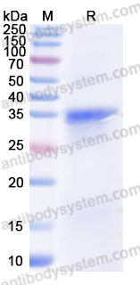 佰乐博生物蛋白抗体------Recombinant Human OAS1 Protein, N-His重组人OAS1蛋白（N-His）｜科研实验优选蛋白抗体