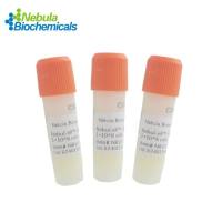 人FEV细胞 | Human FEV Cell Line