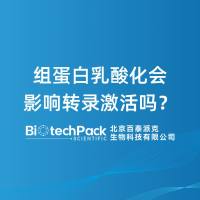 组蛋白乳酸化会影响转录激活吗？