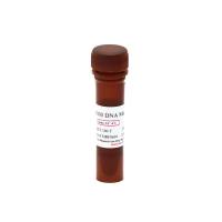 15000 DNA Marker