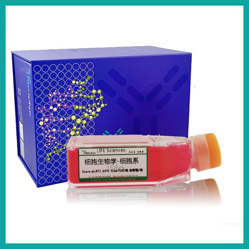SW1116人结肠腺癌细胞产品图