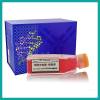 SW1116人结肠腺癌细胞