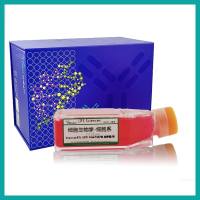 SW1116人结肠腺癌细胞