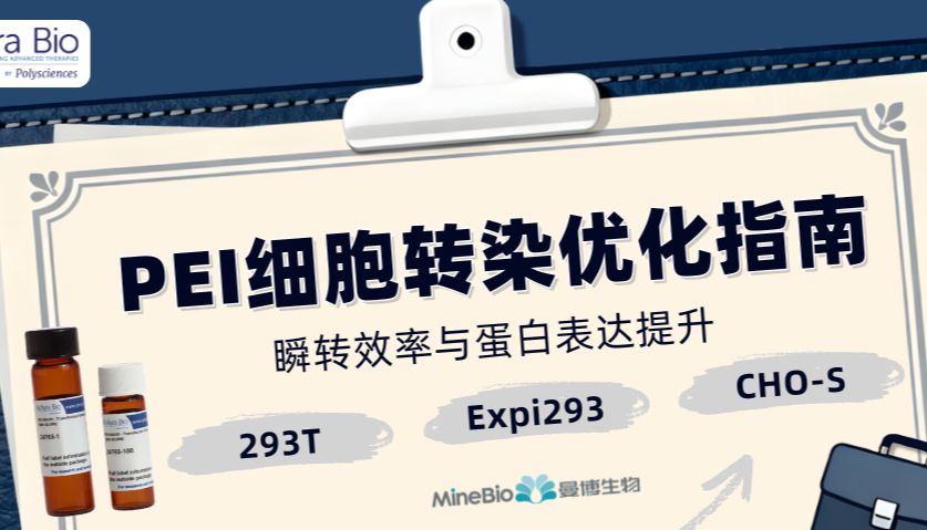 Polysciences PEI 转染优化指南：293T/Expi293/CHO-S 瞬转效率与蛋白表达提升