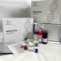 人(Human)丙氨酸氨基转移酶(ALT)ELISA检测试剂盒(活性)