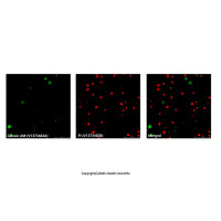 活死细胞活力/毒性检测试剂盒 (Calcein AM/PI),BioReagent,用于显微镜,生物染色剂,适用于免疫荧光(IF),适用于荧光分析,用于细胞培养,阿拉丁