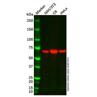 Recombinant Thyroid Hormone Receptor alpha Antibody,重组, ExactAb™, 已验证, 见COA,阿拉丁