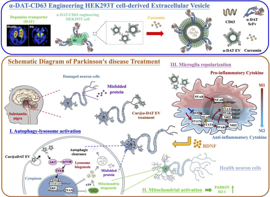 CytoFLEX nano精准量化负载效率，为神经退行性疾病治疗提供关键证据