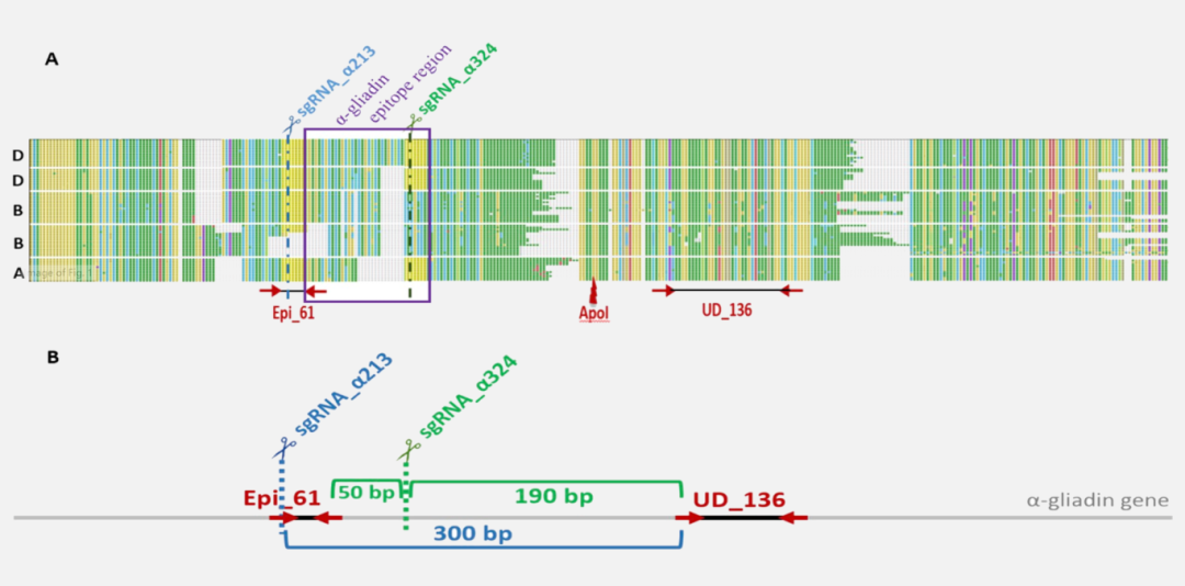 ddPCR:基因家族拷贝数变异检测的精准利器