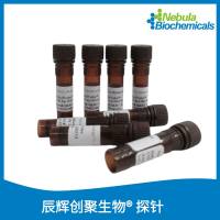 ABCA10 Break Apart探针 | ABCA10 Break Apart FISH Probe