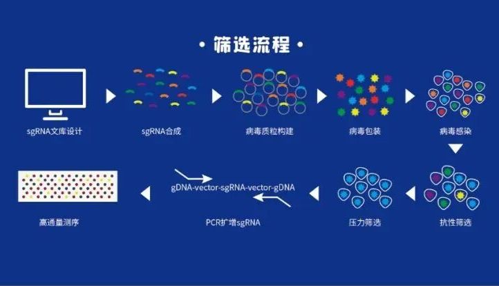 CRISPR/Cas9文库2.0升级版—助你快速、精准地做基因筛选