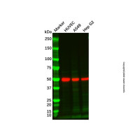 TANK/TRAF2 Mouse mAb ,敲低验证,PBS Only,见COA,阿拉丁