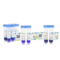 DNA Ladder (50-500bp)，BioReagent, 即用型, 适用于电泳, 分子生物学级, 用于核酸电泳, 50-500bp, 9 bands, Blue,  50bp/ 100bp/ 150bp/ 200bp/ 250bp/ 300bp/ 350bp/ 400bp/ 500bp，阿拉丁