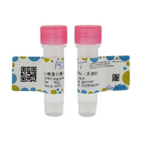 O-糖蛋白酶 (IMPa)（质谱级），ActiBioPure™, 生物活性, EnzymoPure™, 无载体, 用于蛋白测序, 质谱级 (MS), 重组, ≥99%(HPLC), ≥50KU/mg protein, 1μg/μl, expressed in E. coli，阿拉丁
