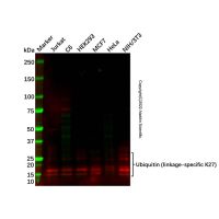 Recombinant Ubiquitin (linkage-specific K27) Antibody，ExactAb™, 已验证, 重组, 见COA，阿拉丁