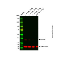 Recombinant IL-1 beta/IL1B Antibody,见COA,阿拉丁