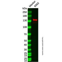 GM130 Mouse mAb，无动物源,无载体,无内毒素,ExactAb™,已验证,高性能,PBS Only,≥95%(SDS-PAGE),1.0 mg/mL，阿拉丁