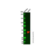 Recombinant TBP Antibody,重组, ExactAb™, 已验证, 见COA,阿拉丁