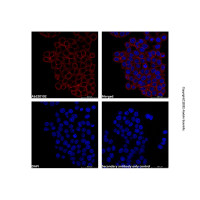 Goat Anti-Human IgG (AF594) (Ready to use),ExactAb™, 已验证, 见 COA,阿拉丁