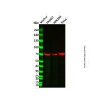 Ku70 Mouse mAb ,无动物源,无载体,重组,无内毒素,ExactAb™,高性能,PBS Only,≥95%(SDS-PAGE),1.0 mg/mL,阿拉丁